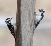 Downy Woodpecker